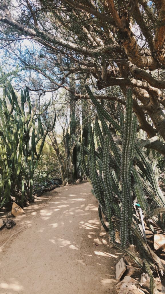 Morton Botanical Garden Palm Springs Cactus